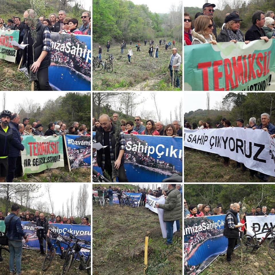 Amasra'daki Zeytinim. Zeytin Dayanışması.