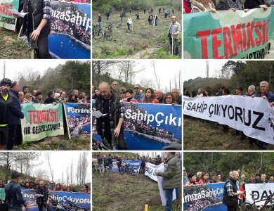 Amasra'daki Zeytinim. Zeytin Dayanışması.
