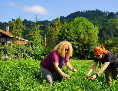 Çayın Ülkemizdeki Tarihi