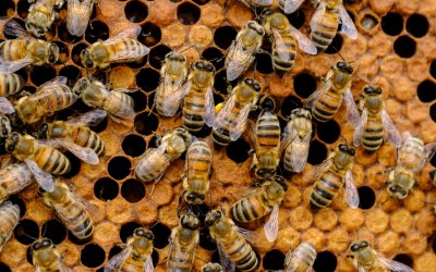 ApiTur - Kars Ardahan Artvin