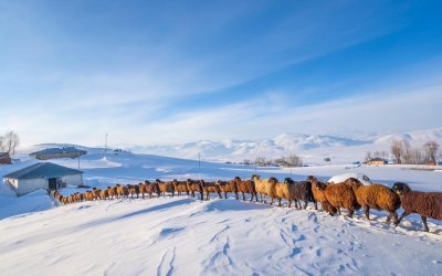 Bingöl'de Kış Foto Safari