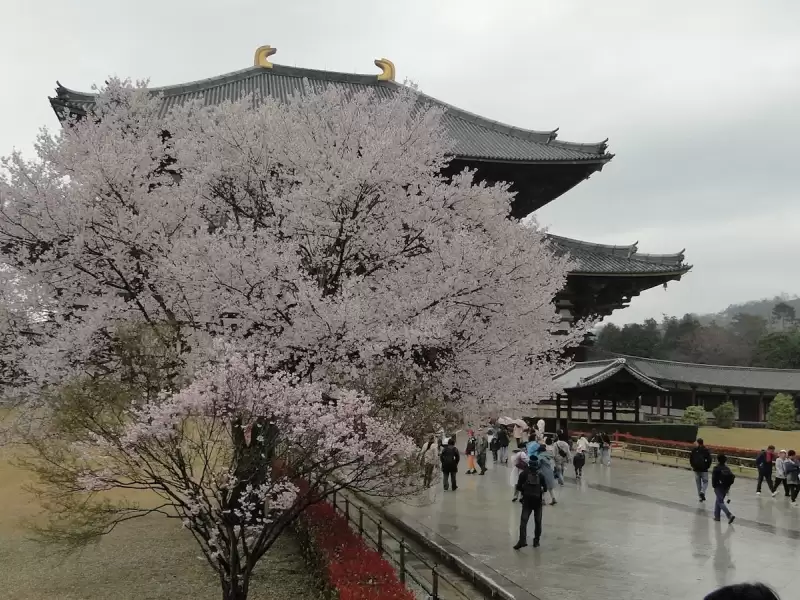 Japonya'da Sakura Zamanı