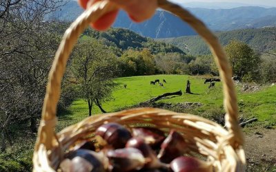 Kestane Toplama Turu