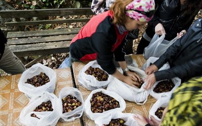 Kestane Toplama Turu