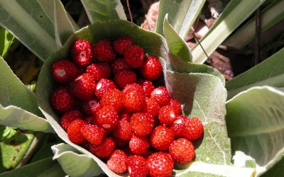 Dağ Çileği ve Kiraz Toplama