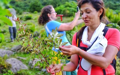 Yaban Mersini Toplama Turu