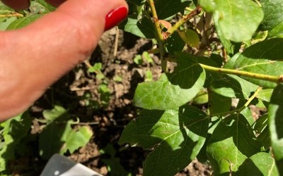 Yaban Mersini Toplama Turu