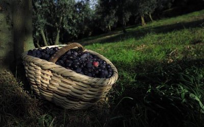 Zeytin Hasadına Gidiyoruz