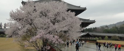 Japonya Yaşam Turu (Butik)
