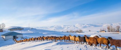 Bingöl'de Kış Foto Safari