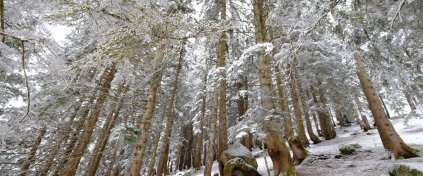 Kaçkarlar'da Kış Foto Safari