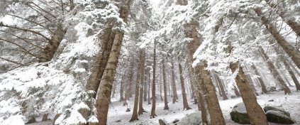 Kaçkarlar'da Kış Foto Safari