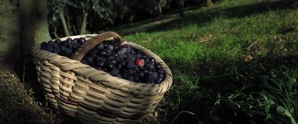 Zeytin Hasadına Gidiyoruz