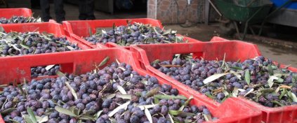 Zeytin Hasadına Gidiyoruz