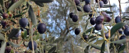 Zeytin Hasadına Gidiyoruz