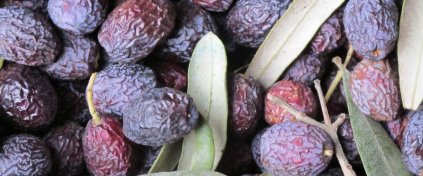 Zeytin Hasadına Gidiyoruz