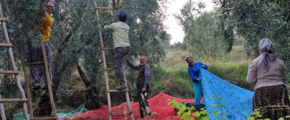 Zeytin Hasadına Gidiyoruz