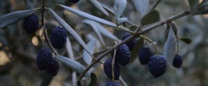 Zeytin Hasadına Gidiyoruz